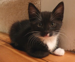 725px-tuxedo_kitten