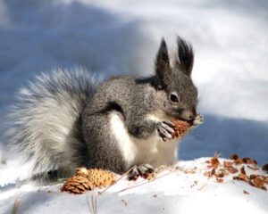 a_squirrel_eating