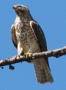 hawk-animal-spirit-guide