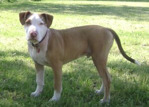 American_Pit_Bull_Terrier_(5_months_old)