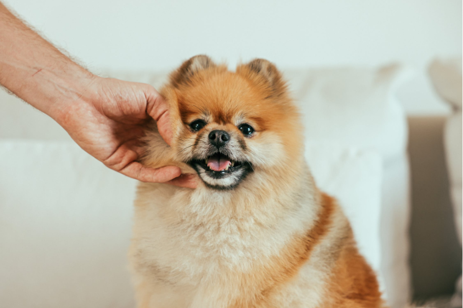 Getting COVID-19 Treatment? Here’s How to Make Sure Your Pet Is Cared for While You’re Away