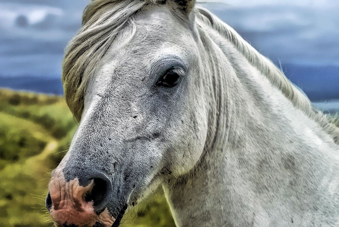 pawstalk animal communication & reiki