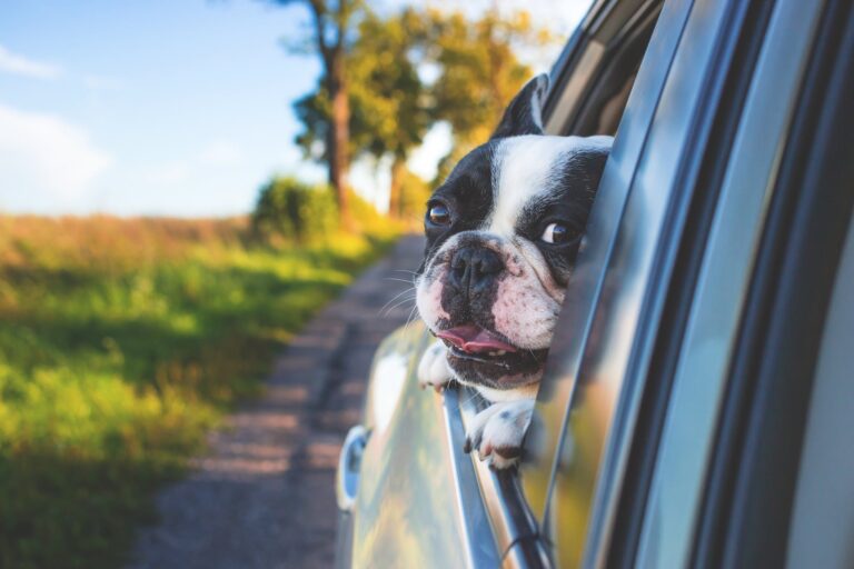 Tips for Navigating Multi-State Living Arrangements with Your Pet