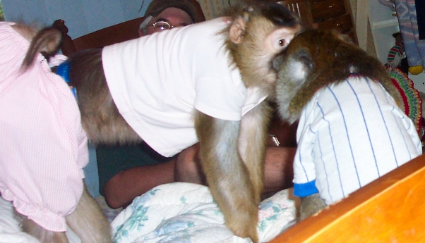 communicate with monkey